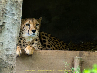 Zoo_Krefeld-45