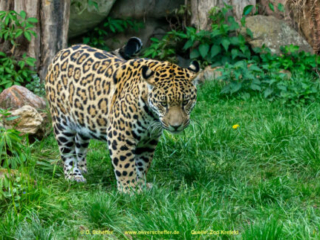 Zoo_Krefeld-46
