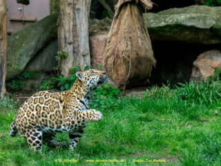 Zoo_Krefeld-47