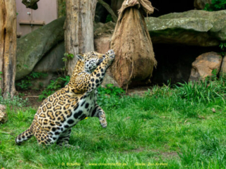 Zoo_Krefeld-48