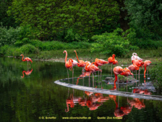 Zoo_Krefeld-49