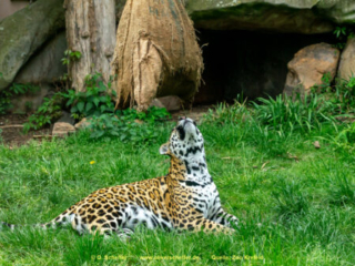 Zoo_Krefeld-50