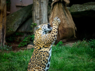 Zoo_Krefeld-51