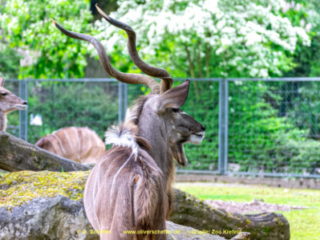 Zoo_Krefeld-52