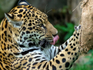 Zoo_Krefeld-54