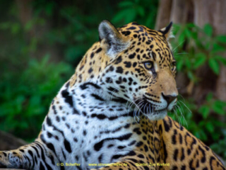 Zoo_Krefeld-55
