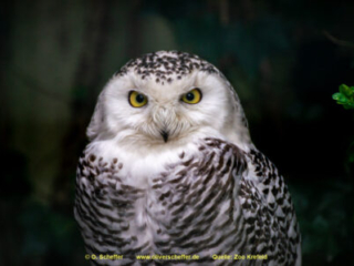 Zoo_Krefeld-56