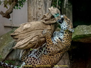 Zoo_Krefeld-57