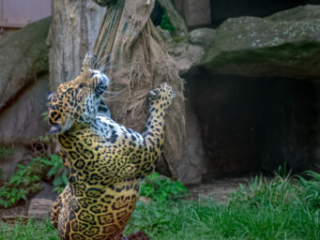 Zoo_Krefeld-58