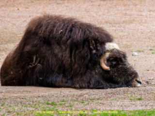Zoo_Krefeld-59
