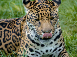 Zoo_Krefeld-60