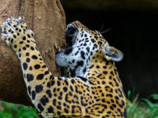 Zoo_Krefeld-61