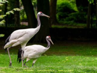 Zoo_Krefeld-62