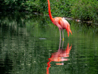 Zoo_Krefeld-63