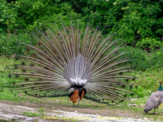 Zoo_Krefeld-64