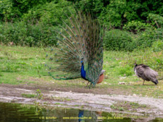 Zoo_Krefeld-65