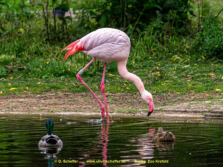 Zoo_Krefeld-66