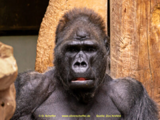 Zoo_Krefeld-67