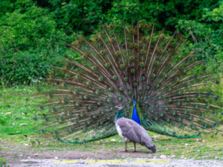 Zoo_Krefeld-68