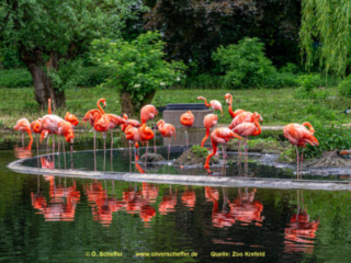 Zoo_Krefeld-69