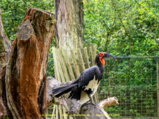 Zoo_Krefeld-70