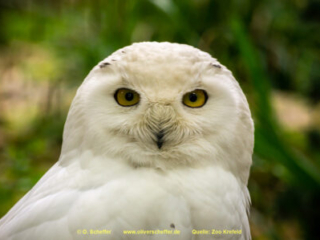 Zoo_Krefeld-71