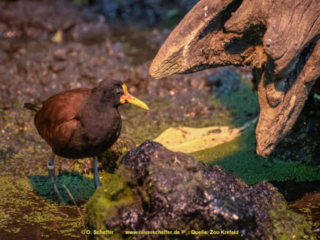 Zoo_Krefeld-72