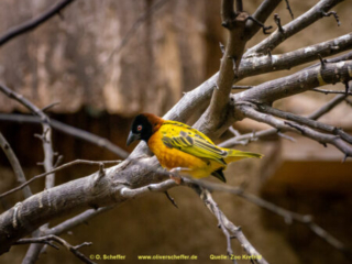 Zoo_Krefeld-73