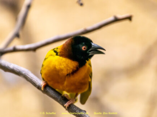 Zoo_Krefeld-74