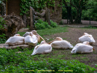 Zoo_Krefeld-76