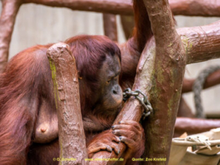 Zoo_Krefeld-77