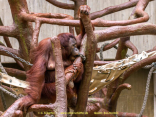 Zoo_Krefeld-78