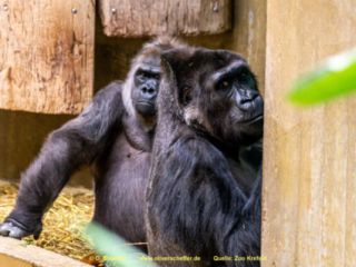 Zoo_Krefeld-79
