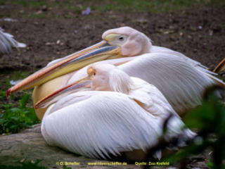 Zoo_Krefeld-80