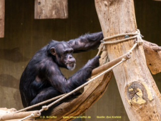 Zoo_Krefeld-81