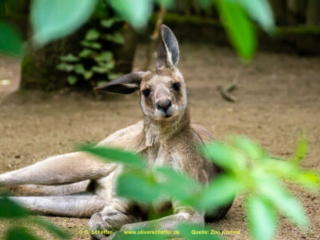 Zoo_Krefeld-82