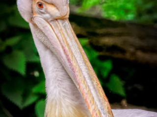 Zoo_Krefeld-83