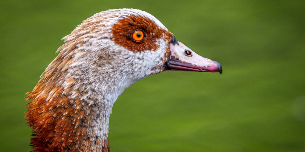 goose-01