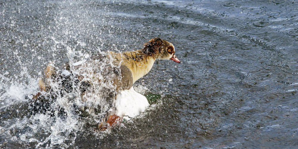 goose-07