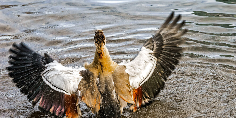 goose-08