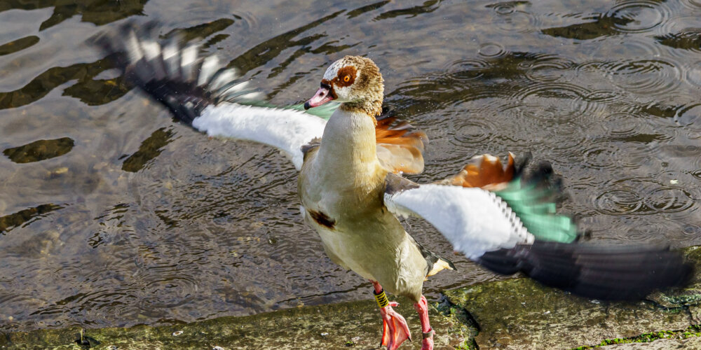 goose-09