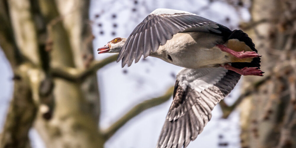goose-10