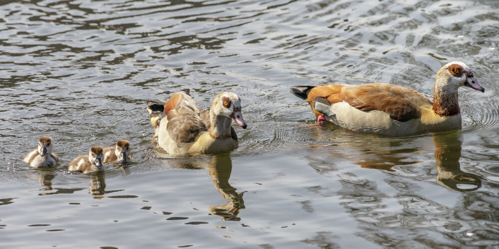 goose-11