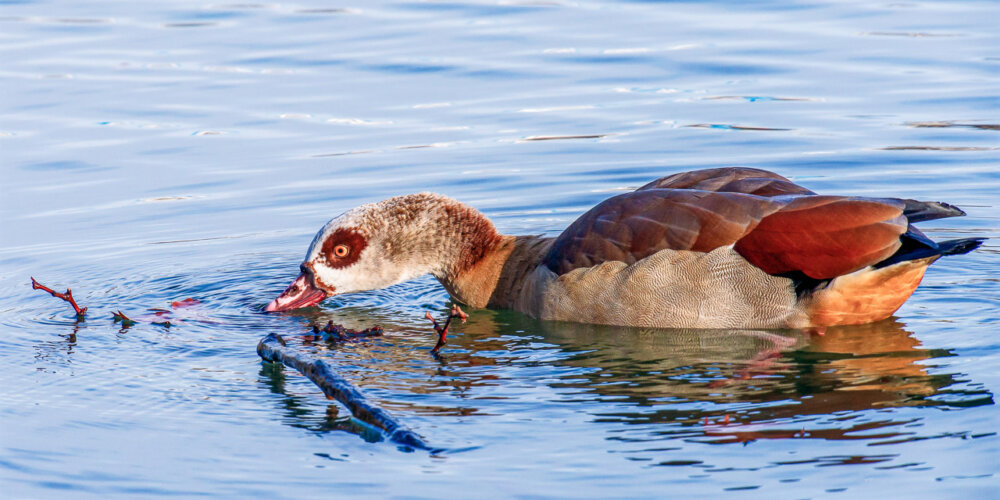 goose-13