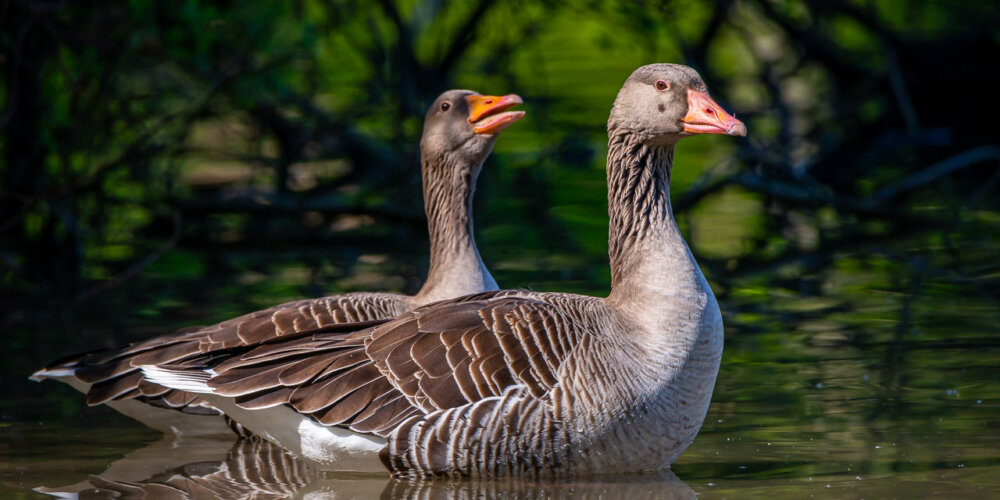 goose-15