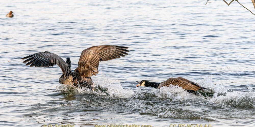 goose-16