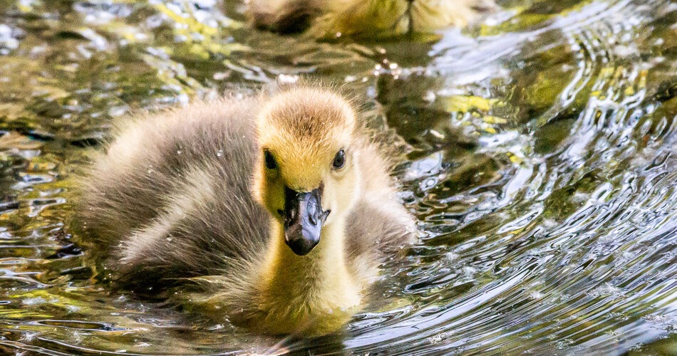 goose-18