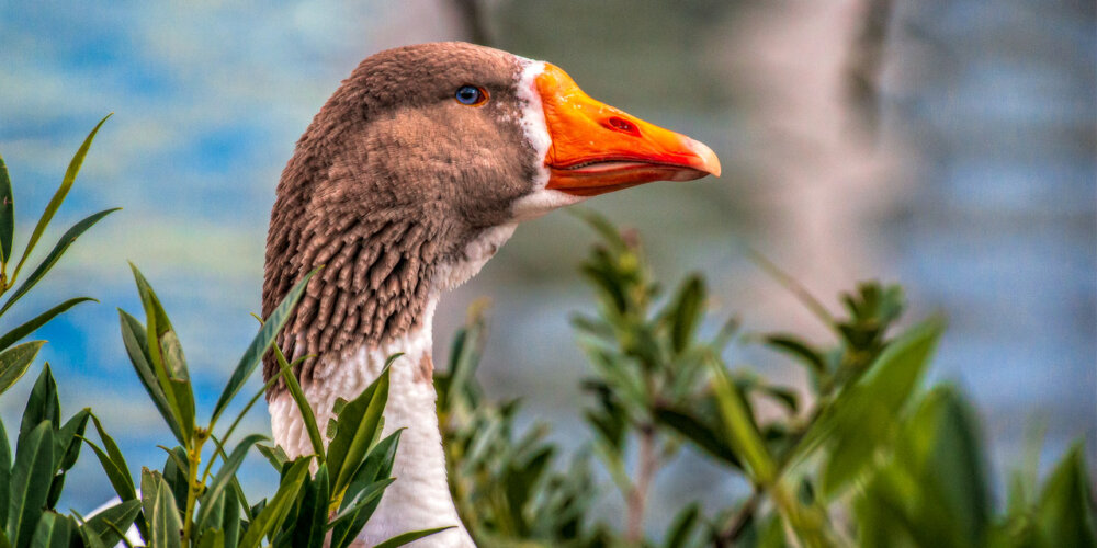 goose-21