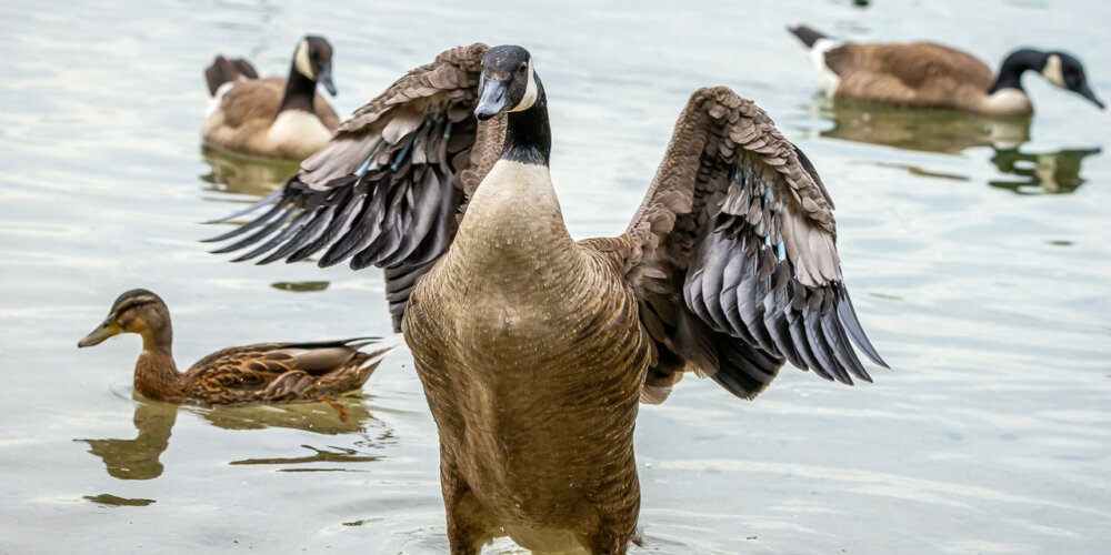 goose-22