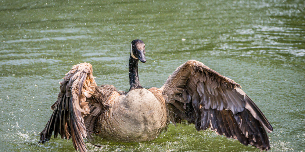 goose-23